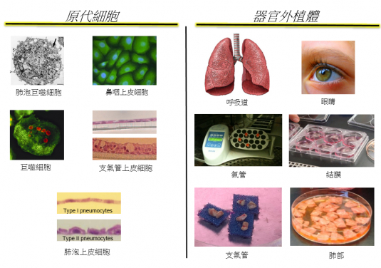 於這項研究使用到的原代細胞及器官外植體。